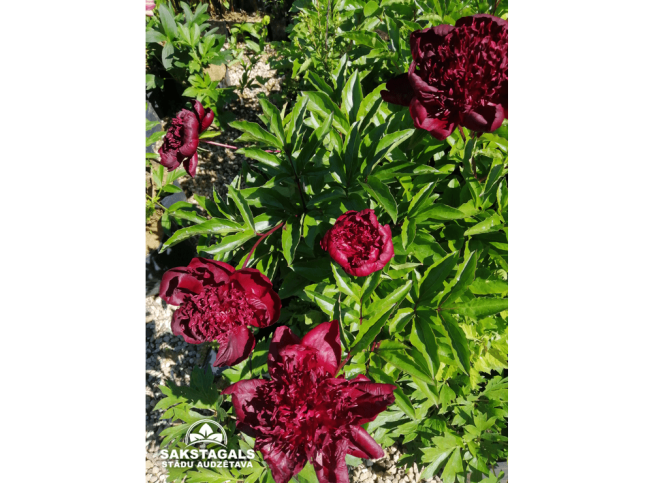 Paeonia lactiflora   'Hot Chocolate'